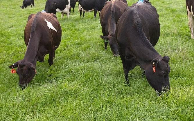 Dairy cows grazing in green, healthy pasture.