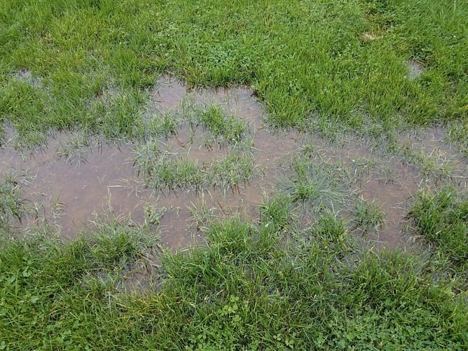 grass area with poor drainage