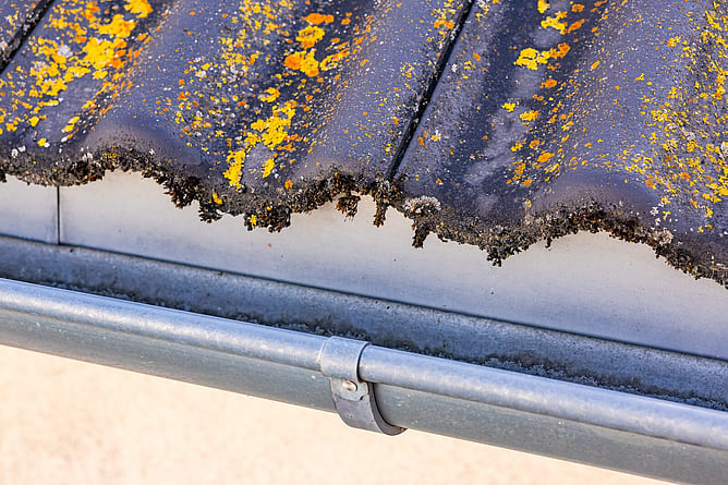 Roof with lichen buildup