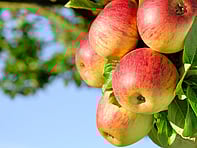 For all the latest gardening advice for June, visit Amber Garden Centre