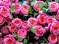 For all the latest gardening advice for July, visit Amber Garden Centre