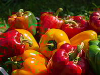 For all the latest gardening advice for August, visit Amber Garden Centre