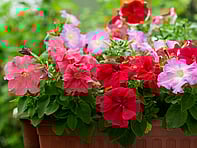 For all the latest gardening advice for January, visit Amber Garden Centre