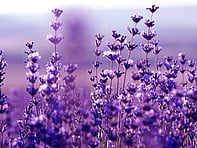 For all the latest gardening advice for February, visit Amber Garden Centre