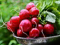 For all the latest gardening advice for March, visit Amber Garden Centre