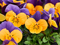 For all the latest gardening advice for April, visit Amber Garden Centre