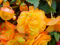 For all the latest gardening advice for October, visit Amber Garden Centre