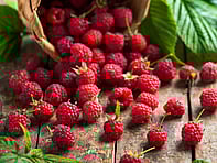 For all the latest gardening advice for November, visit Amber Garden Centre