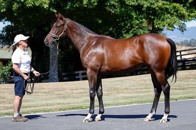 De Armas (NZ) pictured ahead of the 2025 National Online Yearling Sale