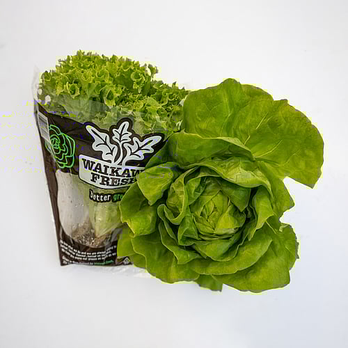 Fancy lettuce and a butterhead lettuce in Waikawa Fresh packaging