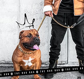 Rogue Royalty look and feel example dog in a gold chain leash with graffiti crown