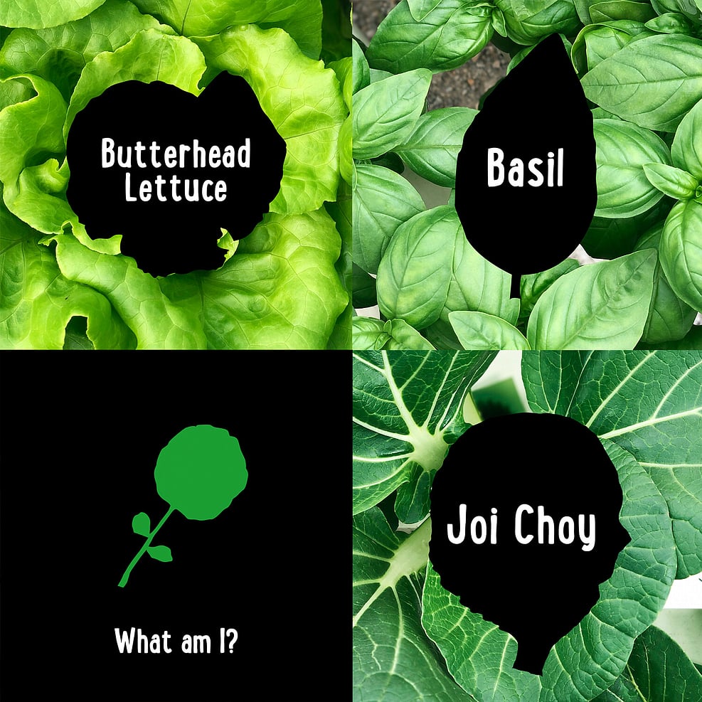 Waikawa Fresh social media graphics