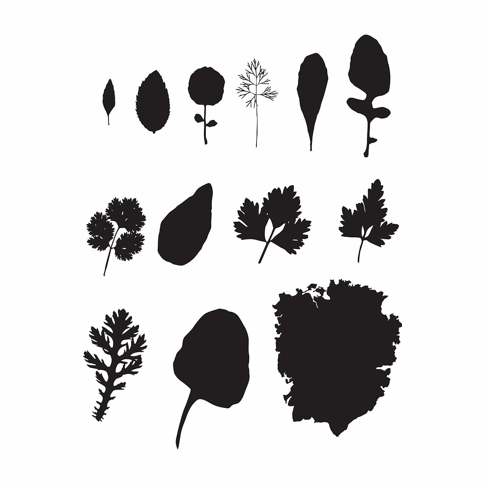 Leaf silhouettes
