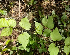 Pesky plants &ndash; how to deal with Old Man&rsquo;s Beard