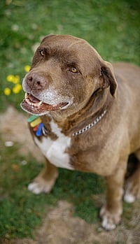 Office Dog - Milo - Provides no legal advice. Milo eats, sleeps and relieves stress.