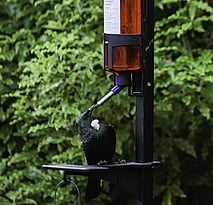 Bird feeders