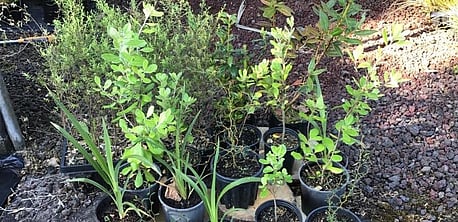 NATIVE   PLANTS