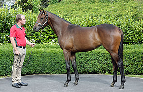 Lot 717 - Ocean Park x Exquisite Choice
