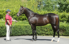 Lot 193 - Tavistock x Mansera
