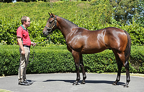 Lot 109 - Kermadec x Jacquetta