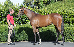 Lot 935 - Contributer x Starring