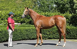 Lot 486 - Zoustar x Totally Sure