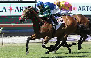 Sultan of Swing - Trelawney Stud Born & Raised