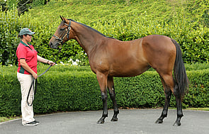 Lot 166 - Tavistock x La Sizeranne