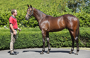 Lot 1 - Sacred Falls x Eden Valley