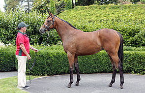 Lot 155 - Contributer x Lagonissi