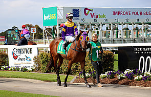 Ocean's Fourteen - Trelawney Stud Bred & Owned