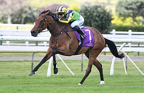 Francaletta - Trelawney Stud Sold