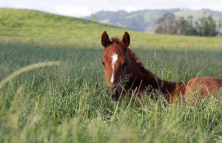 Foal gallery