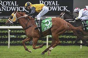 Star of the Seas - Trelawney Stud Bred