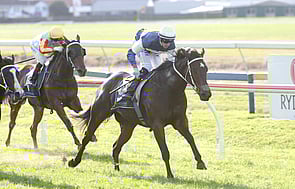 Campari - Trelawney Stud Bred & Sold