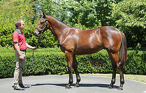 Lot 333 - Savabeel x Raziyya of Sydney