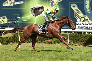 Beauden - Trelawney Stud Born & Raised