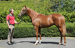 Lot 952 - Showcasing x The Iffraaj Dame