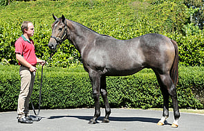 Lot 902 - Jimmy Choux x Seven Schillings