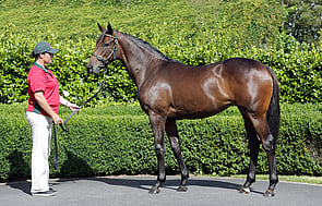 Lot 458 - Ocean Park x Syrah