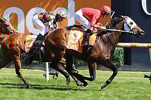 Blue Army - Born & Raised at Trelawney Stud