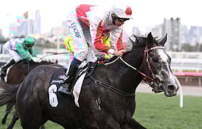 Master of Arts - Trelawney Stud Co-Bred & Sold