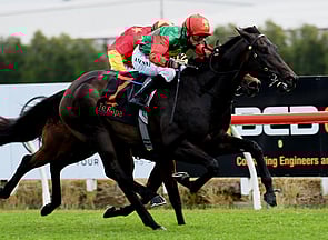Pareanui Bay - Bred & Raced by Trelawney Stud