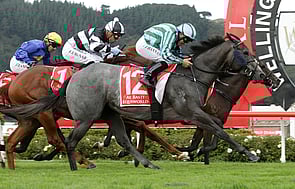 Emily Margaret - Trelawney Stud Sold