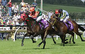 Indecision - Trelawney Stud Part-Owned