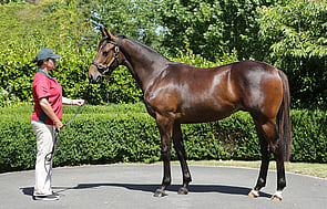 Lot 697 - Ocean Park x Dubonnet