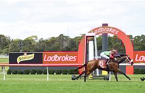 Forbidden City - Raced by Trelawney Stud