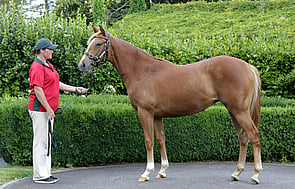 Lot 941 - Star Witness x Stunner