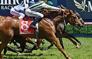 Addison - Trelawney Stud Bred & Sold