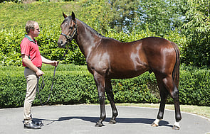 Lot 591 - Iffraaj x Bellazeel
